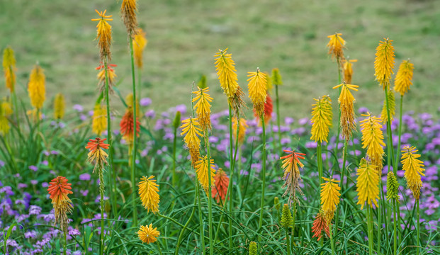 火炬花