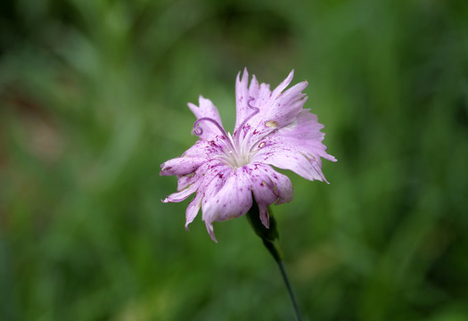 石竹花开