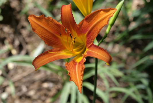 橙色百合花盛开