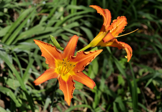 橙色百合花盛开