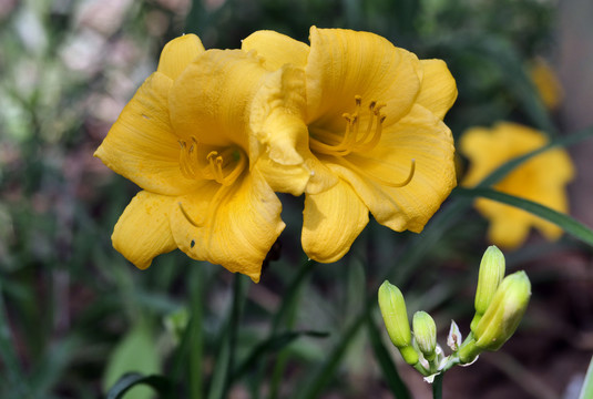 黄色百合花