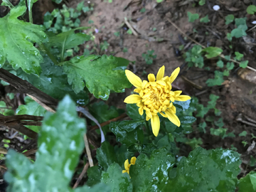 雨后绽放的鲜花