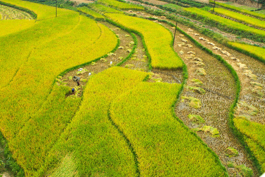 中峰贡米田园BH