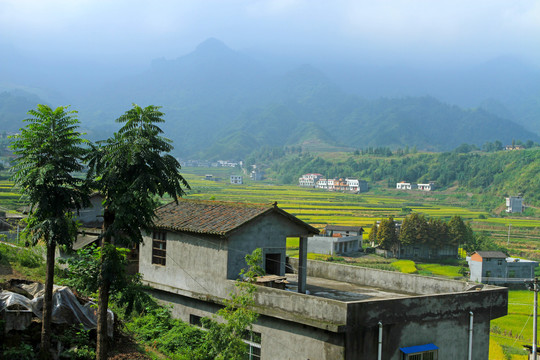 中峰贡米田园CM