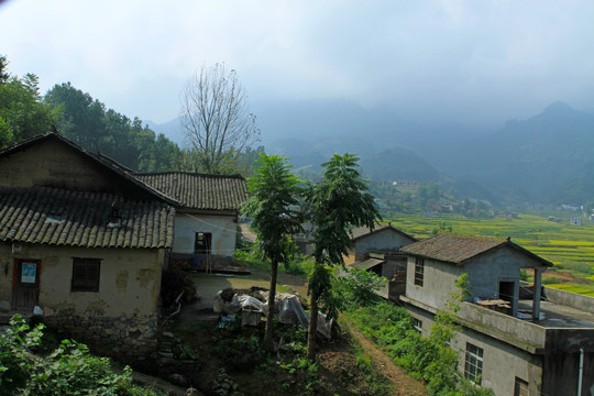 中峰贡米田园CN