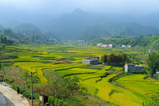 中峰贡米田园CO