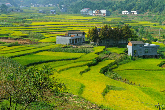 中峰贡米田园CP