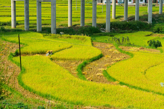 中峰贡米田园CD