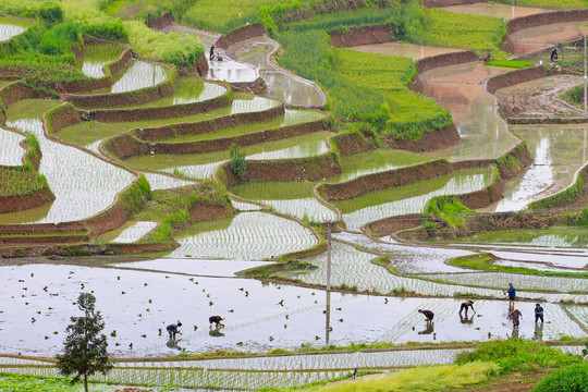 中峰田园O