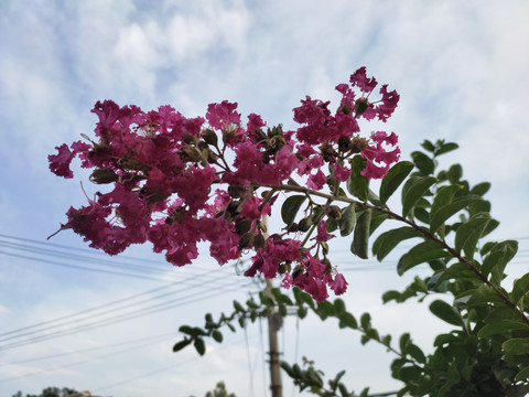 紫薇花儿开