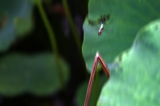 夏天荷塘与蜻蜓