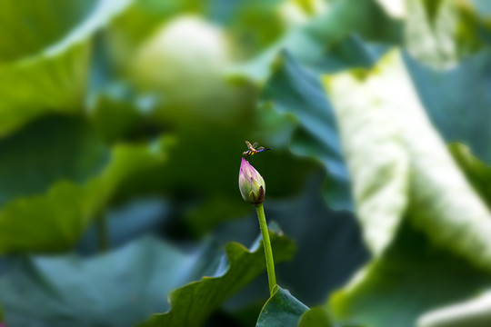 夏天荷塘与蜻蜓