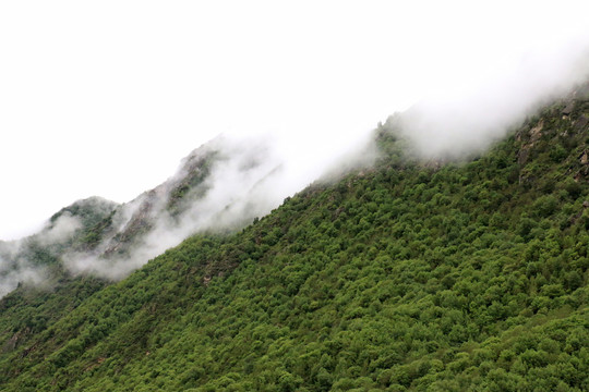 西藏拉姆拉措湿地公园高山云雾