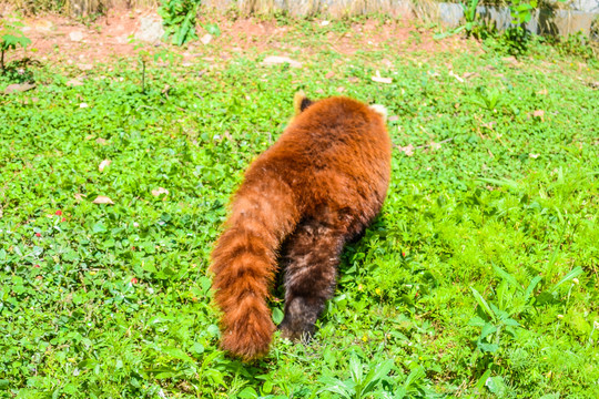 浣熊小熊猫