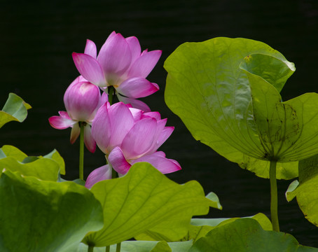 花卉荷花