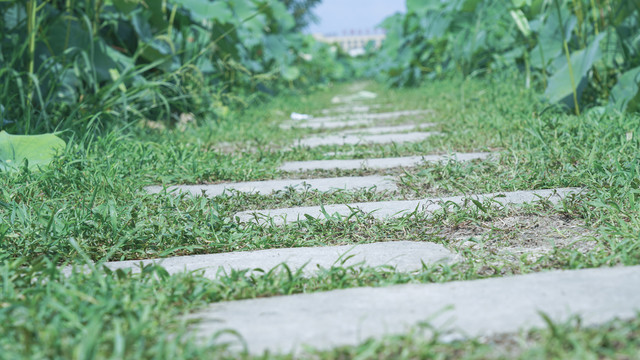 池塘小路