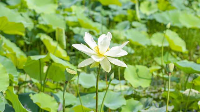 白荷花