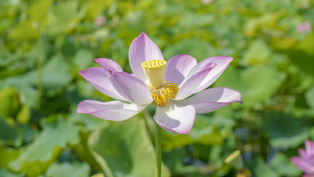 荷花盛开