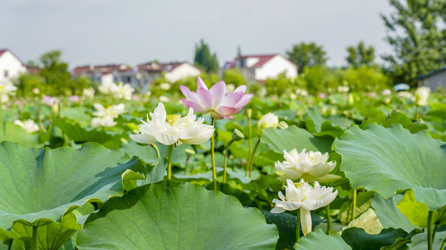 莲花塘