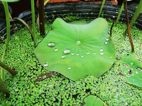 荷花1荷叶1荷塘1雨露