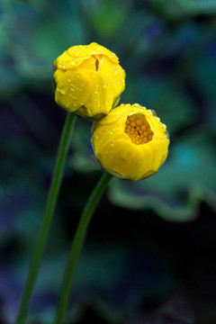 黄晶菊