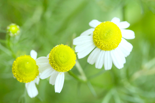 洋甘菊