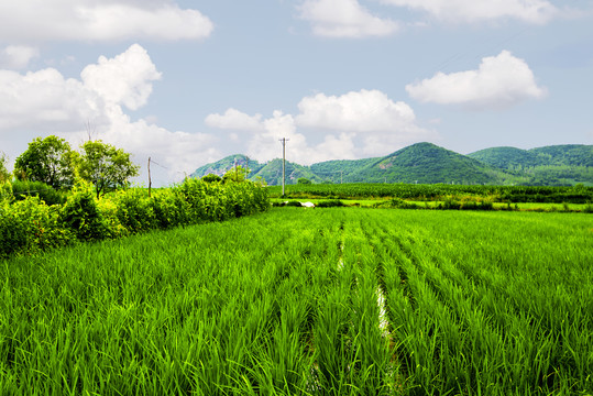 乡村水稻田