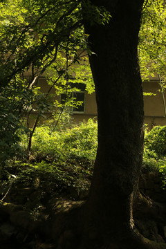 屋后的枫香古树