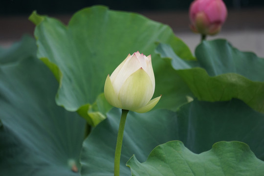 大明湖的荷花