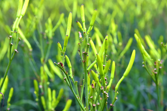 黄花菜