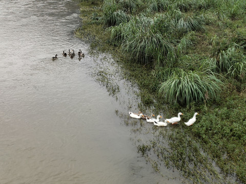 河里的大鸭子与小鸭子