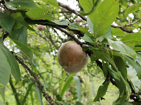 雨后的李子特写