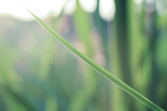 小草壁纸