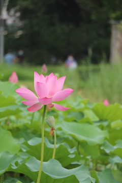 紫荆山公园粉色荷花
