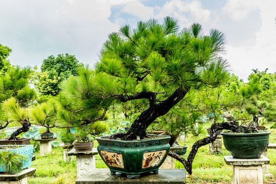 东莞岭南盆景文化园里的盆栽