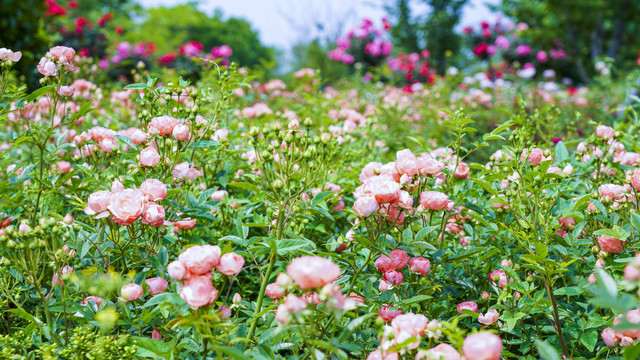 月季花园