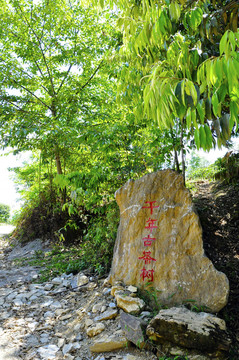 麻黑千年古树茶石碑