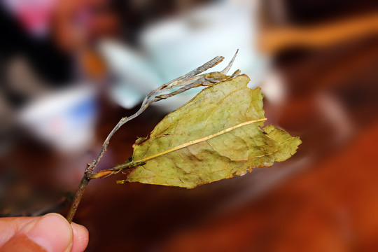 茶室手里拿着普洱茶老黄片