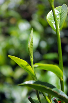 特写新鲜茶山鲜叶芽头