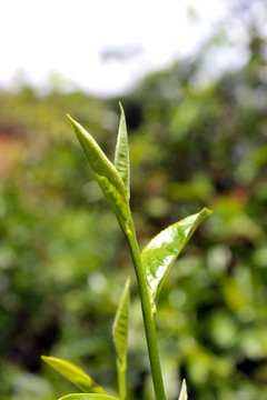 茶林中的普洱鲜叶芽头