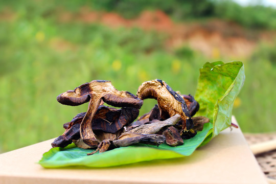 黑牛肝菌野生菌