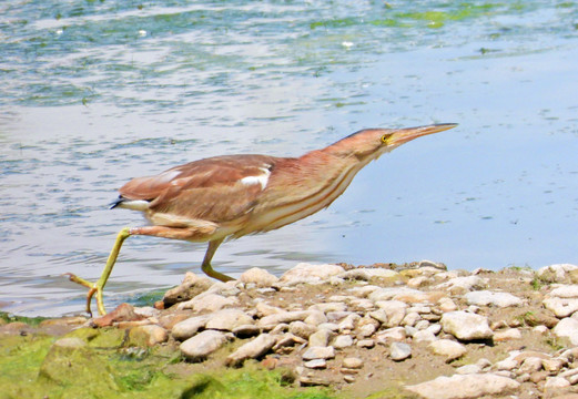 黄苇鳽