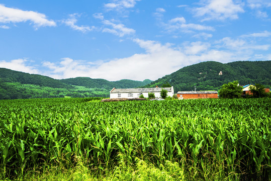 乡村玉米地