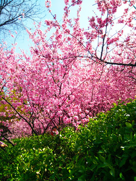 粉色樱花树