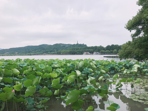 池塘夏天的荷花