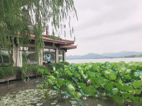 池塘里的荷叶