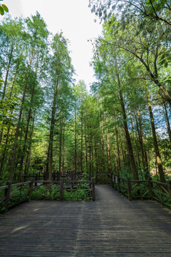 森林木栈道阳光树林