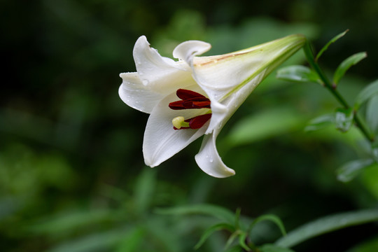 百合花