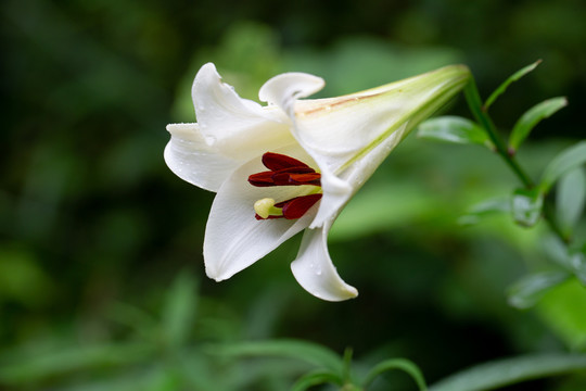 百合花