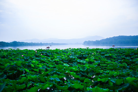 杭州西湖风光夏天